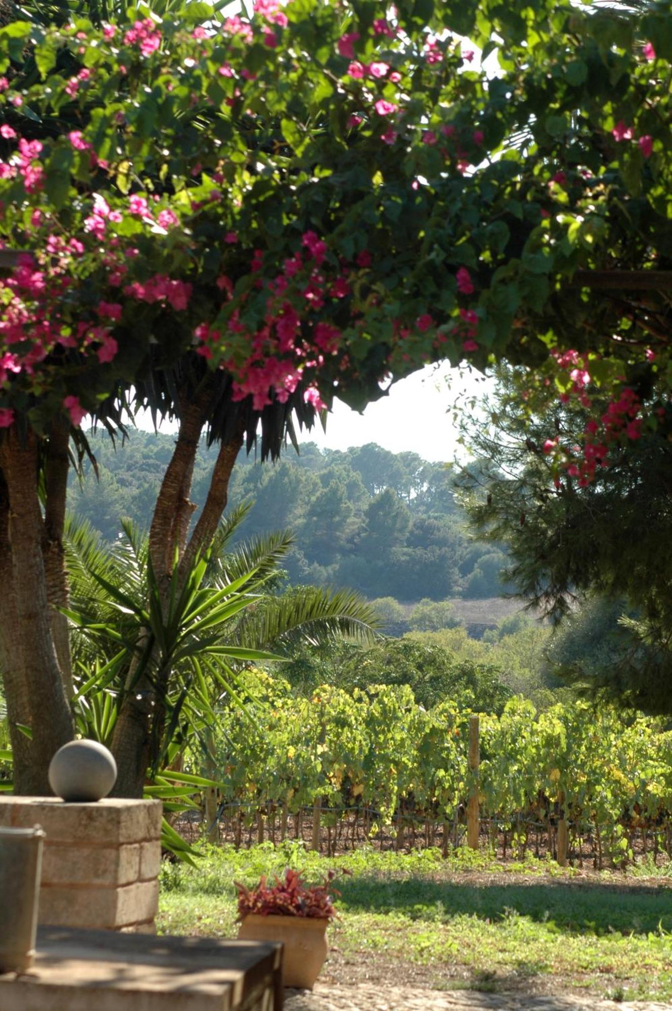 Oliver Moragues Grandhouse & Vineyard アルガイダ エクステリア 写真
